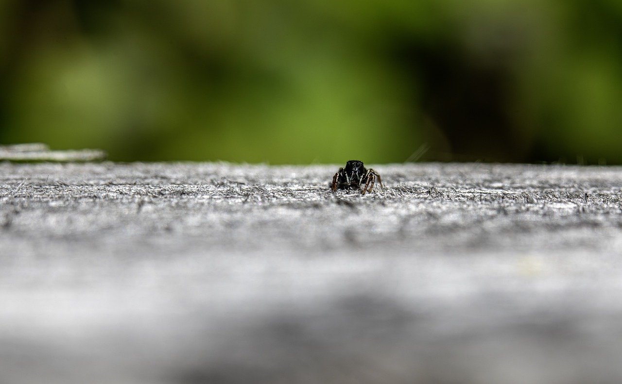 The Philosophy and Science of Preserving Biodiversity